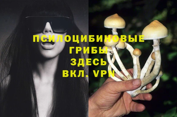 стафф Алзамай