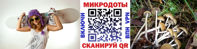 Псилоцибиновые грибы Psilocybine cubensis Далматово